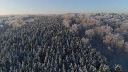 aerial view forest covered snow, frost. Frozen branches with hoarfrost in winter forest on sunny day...