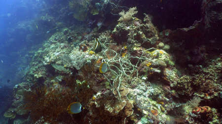 coral reef and tropical fish. underwater world diving and snorkeling on coral reef. Hard and soft...