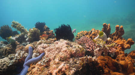 Tropical fish on coral reef at diving. Wonderful and beautiful underwater world with corals and...
