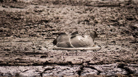 Mud volcano bledug kuwu. volcanic plateau with geothermal activity and geysers, Indonesia java....