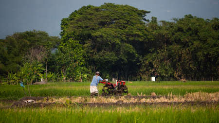 farmer working in rice plantation using tiller tractor. paddy farmer prepares the land planting rice. farmland with agricultural crops in rural areas Java Indonesiaの写真素材