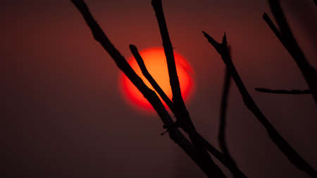 sun through tree branches. Sunset, sunrise with clouds. orange skies and sunの写真素材