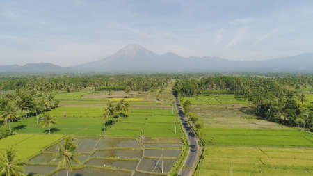 tropical landscape rice fields, mountains, palm trees. aerial view farmland with agricultural crops...