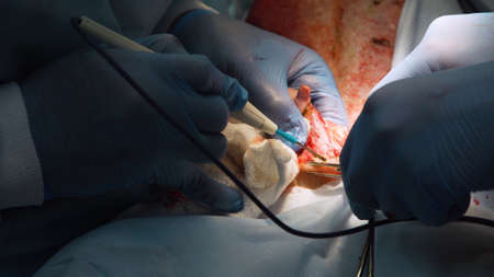Veterinary surgeons with electrocoagulator make surgery for dog in the operating room of a veterinary clinic. Vets doing surgery in the clinic. Medicine, pet, animals, health care and people concept.の写真素材