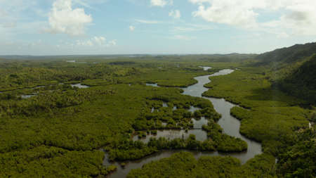 Tropical landscape with mangrove forest in wetland from above on Siargao island, Philippines.の写真素材