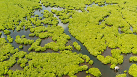Aerial view of rivers in tropical mangrove forests. Mangrove landscape, Siargao,Philippines.の写真素材