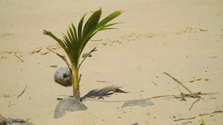 Coconut sprout growing on a tropical beach. Summer and travel vacation conceptの写真素材