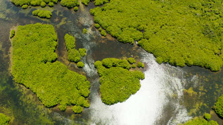 Aerial view green ecology mangrove nature tropical rainforest to the bay of sea. Mangrove landscape. Siargao,Philippines.の写真素材