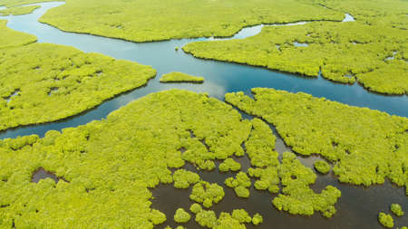 Mangrove green forests with rivers and channels on the tropical island, aerial drone. Mangrove...