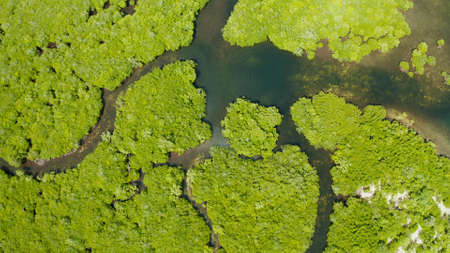 Mangrove green forests with rivers and channels on the tropical island, aerial drone. Mangrove landscape.の写真素材