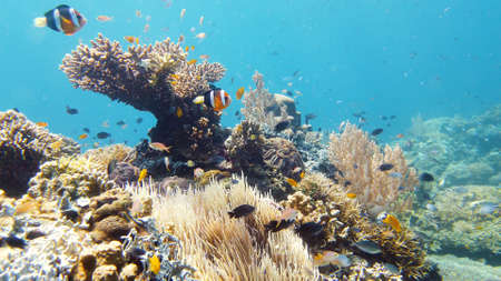 Tropical sea and coral reef. Underwater Fish and Coral Garden. Underwater sea fish. Tropical reef...