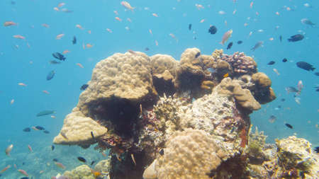 Reef Coral Scene. Tropical underwater sea fish. Hard and soft corals, underwater landscape. Leyte, Philippines.の写真素材