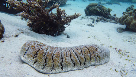 Sea cucumber on a sandy bottom among a coral reef. Bohadschia argus, underwater on the ocean floor.