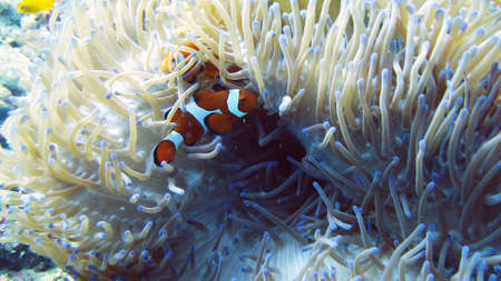 A Clown Anemonefish sheltering among the tentacles of its sea anemone. Underwater world with corals and tropical fishesの写真素材