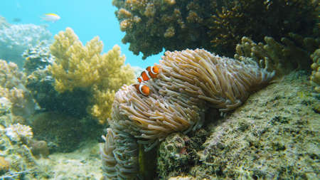 A Clown Anemonefish sheltering among the tentacles of its sea anemone. Underwater world with corals...