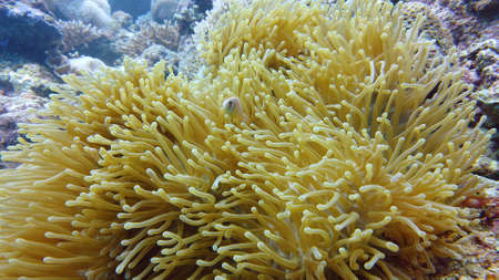 Sea anemone and clown fish on the coral reef, tropical fishes. Underwater world diving and...