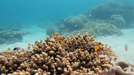 Underwater fish reef marine. Tropical colorful underwater seascape with coral reef. Leyte,...
