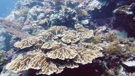 Coral garden seascape and underwater world. Colorful tropical coral reefs. Life coral reef. Leyte,...