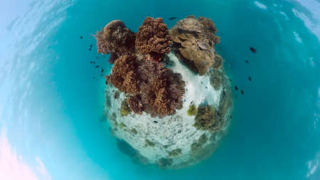 Coral reef and tropical fishes. The underwater world of the Philippines. Panglao, Bohol,...