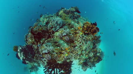 Tropical fishes and coral reef underwater. Hard and soft corals, underwater landscape. Panglao,...
