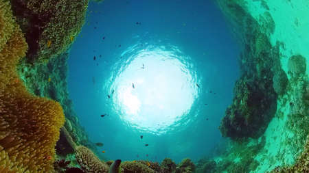 Underwater Scene Coral Reef. Tropical underwater sea fishes. Panglao, Bohol, Philippines.