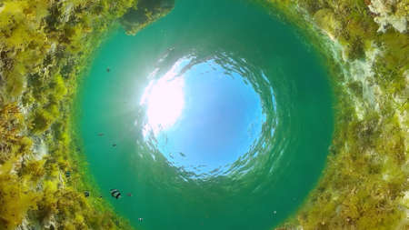 Beautiful underwater world with coral reef and tropical fishes. Panglao, Philippines. Travel vacation conceptの写真素材