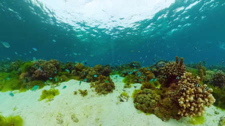 Coral reef underwater with tropical fish. Hard and soft corals, underwater landscape. Travel vacation concept. Panglao, Bohol, Philippines.の写真素材