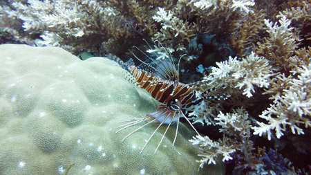 Lionfish and underwater scenery. Tropical reef marine. Colourful underwater seascape. Leyte, Philippines.の写真素材