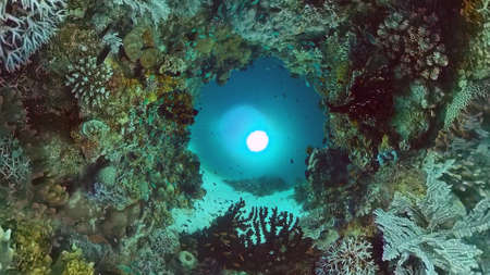 Tropical sea and coral reef. Underwater Fish and Coral Garden. Underwater sea fish. Tropical reef marine. Colourful underwater seascape. Panglao, Bohol, Philippines.の写真素材