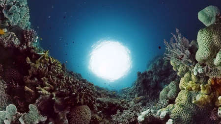 Tropical sea and coral reef. Underwater Fish and Coral Garden. Underwater sea fish. Tropical reef marine. Colourful underwater seascape. Panglao, Bohol, Philippines.の写真素材
