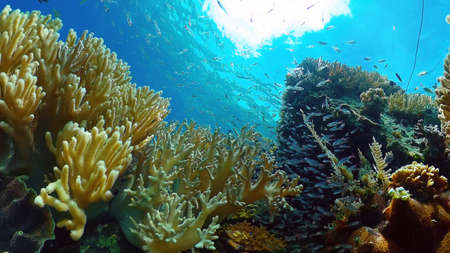 Underwater Colorful Tropical Fishes. wonderful and beautiful underwater colorful fishes and corals...