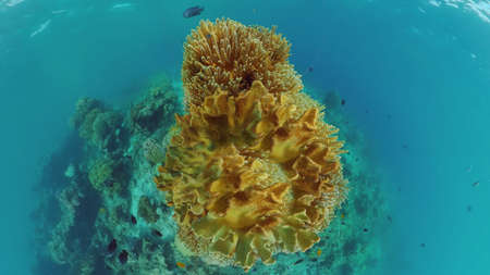 Coral reef and tropical fishes. The underwater world of the Philippines. Panglao, Bohol,...