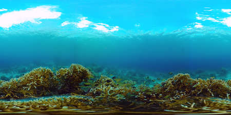 360VR Foto: Beautiful underwater world with coral reef and tropical fishes. Panglao, Philippines....