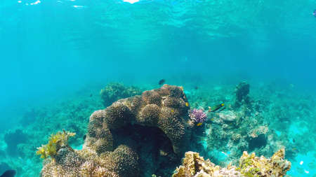 Beautiful underwater world with coral reef and tropical fishes. Panglao, Bohol, Philippines. Travel vacation conceptの写真素材