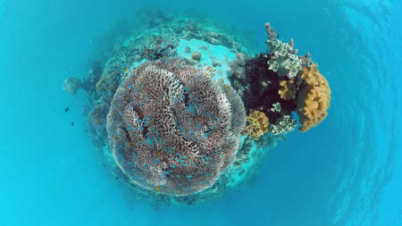 Beautiful underwater landscape with tropical fishes and corals. Life coral reef. Panglao, Bohol, Philippines. Philippines.の写真素材