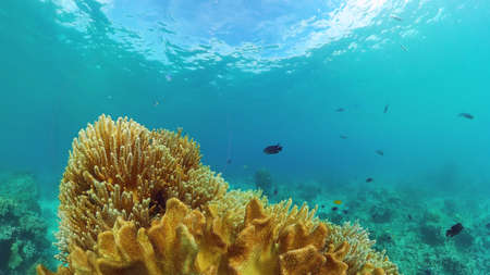 Beautiful underwater world with coral reef and tropical fishes. Panglao, Bohol, Philippines. Travel vacation conceptの写真素材