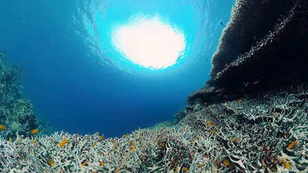 Coral reef underwater with fishes and marine life. Coral reef and tropical fish. Panglao, Bohol, Philippines.の写真素材