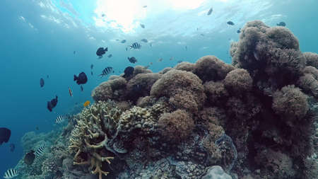 Sealife, Diving near a coral reef. Beautiful colorful tropical fish on the lively coral reefs underwater. Panglao, Bohol, Philippines.の写真素材