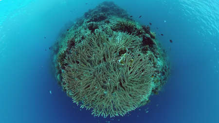 Coral reef and tropical fishes. The underwater world of the Philippines. Panglao, Bohol,...