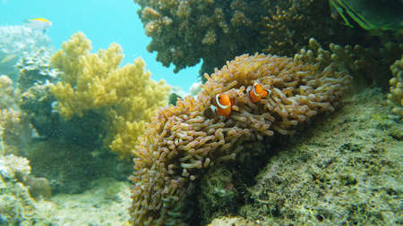 Sea anemone and clown fish on the coral reef, tropical fishes. Underwater world diving and...