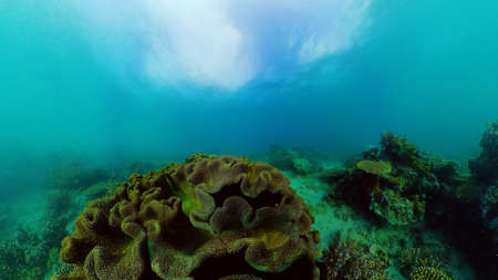 Tropical fishes and coral reef at diving. Beautiful underwater world with corals and fish.の写真素材