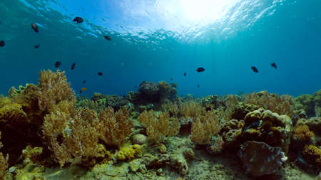 Coral reef underwater with fishes and marine life. Coral reef and tropical fish. Philippines.の写真素材