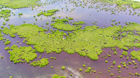 Aerial view of panoramic mangrove forest. Mangrove landscape. Great Santa Cruz island. Zamboanga, Mindanao, Philippines.の写真素材