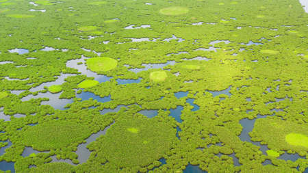 Aerial drone of of Lake Baloi with mangrove green tree forest. Mindanao, Philippines.の写真素材