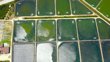 Prawn farm with aerator pump view from above. Bohol, Philippines. The growing aquaculture business continuously threatening the nearby wetlands.の写真素材