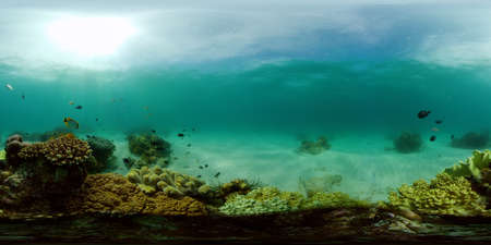 Tropical underwater sea fish. Colourful tropical coral reef. Scene reef. Philippines. Virtual Reality 360.の写真素材
