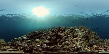 Beautiful underwater landscape with tropical fish and corals. Hard and soft corals, underwater...