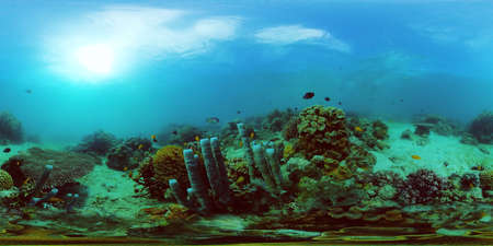 Marine life sea world. Underwater fish reef marine. Tropical colourful underwater seascape. Philippines. Virtual Reality 360.の写真素材