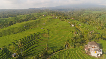 aerial view green rice terrace and agricultural land with crops. farmland with rice fields agricultural crops in countryside Indonesia,Baliの写真素材