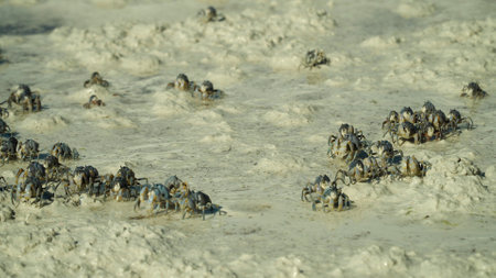 Crabs move along the sand during low tide. Blue soldier crabs on Beach. Bohol, Philippines.の写真素材